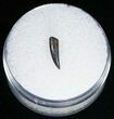 Indeterminate Raptor Tooth From Montana #11388-1